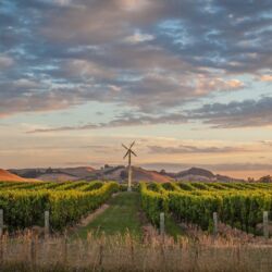 Premium wine growing conditions