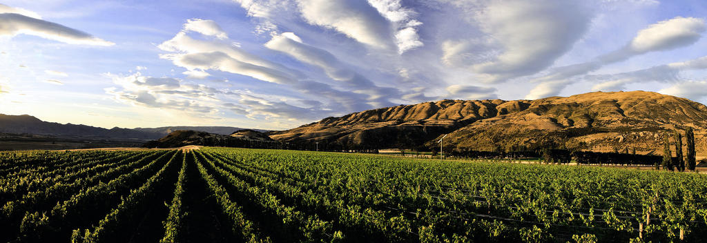Wineries, Central Otago