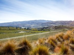 와인 애호가라면 센트럴오타고 산 피노누아가 유명해진 이유를 쉽게 알 수 있다. 이곳의 기후와 토양에서 마술적인 와인이 생산된다.