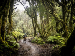 Following old logging roads and tramlines, The Timber Trail traverses an exotic forest in the heart of the North Island.
