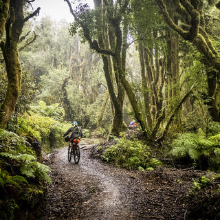 Auf den Spuren alter Holzfällerwege und Bahnlinien führt der Timber Trail tief in das bewaldete Herz der Nordinsel.