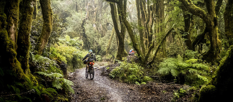 Following old logging roads and tramlines, The Timber Trail traverses an exotic forest in the heart of the North Island.