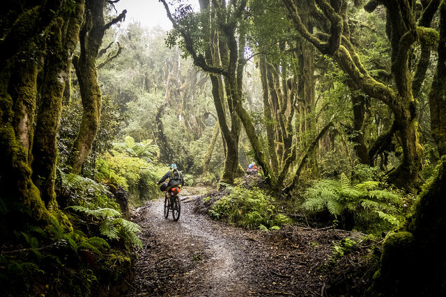 new forest mountain biking
