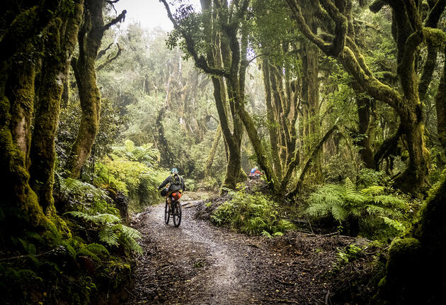 Discover suspension bridges, ancient forests and a historic tramway on this 4-day itinerary on the Timber Trail.