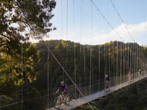 Large suspension bridges are a highlight of this back country ride through native forest.