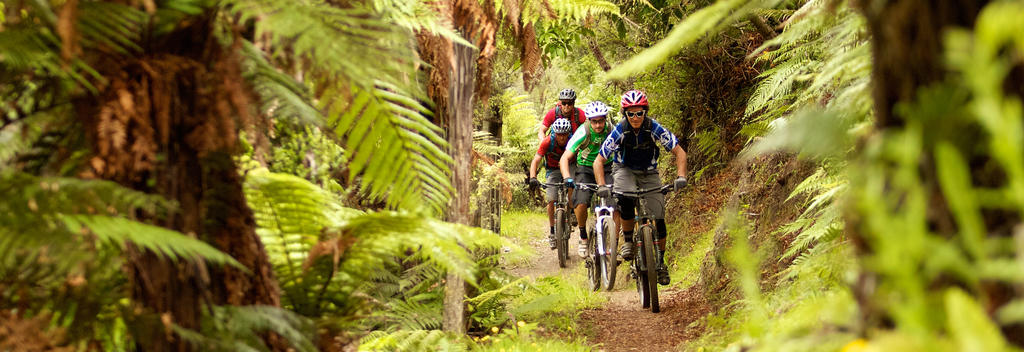 Biking the legendary Kawakawa Bay Track through the native bush with tall ferns creating a cool, green landscape that&#039;s about as gorgeous as it gets.