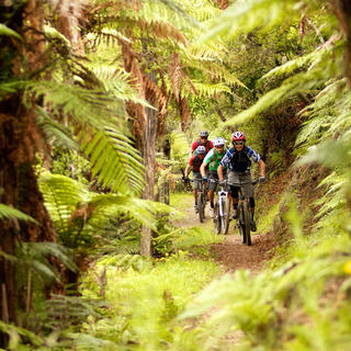 Biking the legendary Kawakawa Bay Track through the native bush with tall ferns creating a cool, green landscape that's about as gorgeous as it gets.
