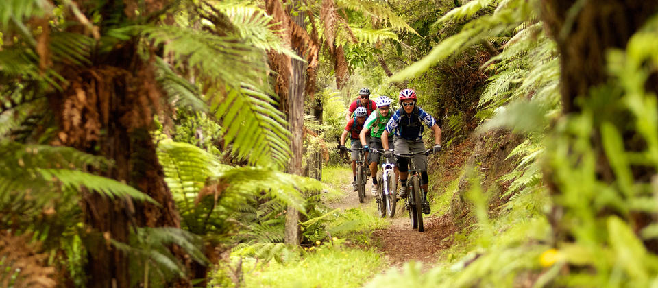 Biking the legendary Kawakawa Bay Track through the native bush with tall ferns creating a cool, green landscape that&#039;s about as gorgeous as it gets.