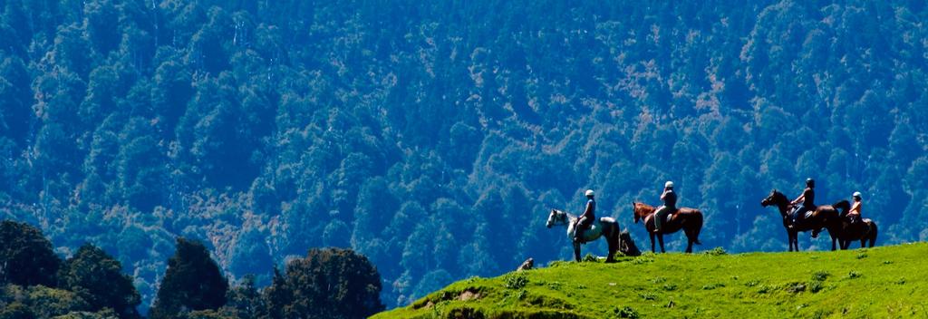 Horse riding in the Rangitikei, New Zealand