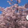 夏天广场西区的樱桃树会绽放片片樱云。