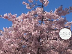 夏天广场西区的樱桃树会绽放片片樱云。