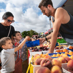 Feilding Farmers Market 