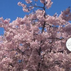 スクエアの西には桜の木が植えてあり、初夏に満開の花を見ることができます。