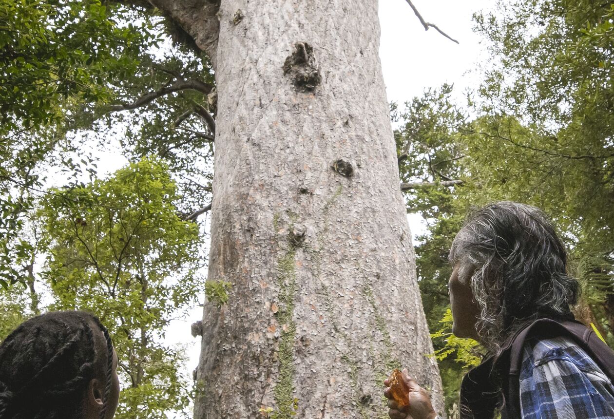 Popular māori experiences