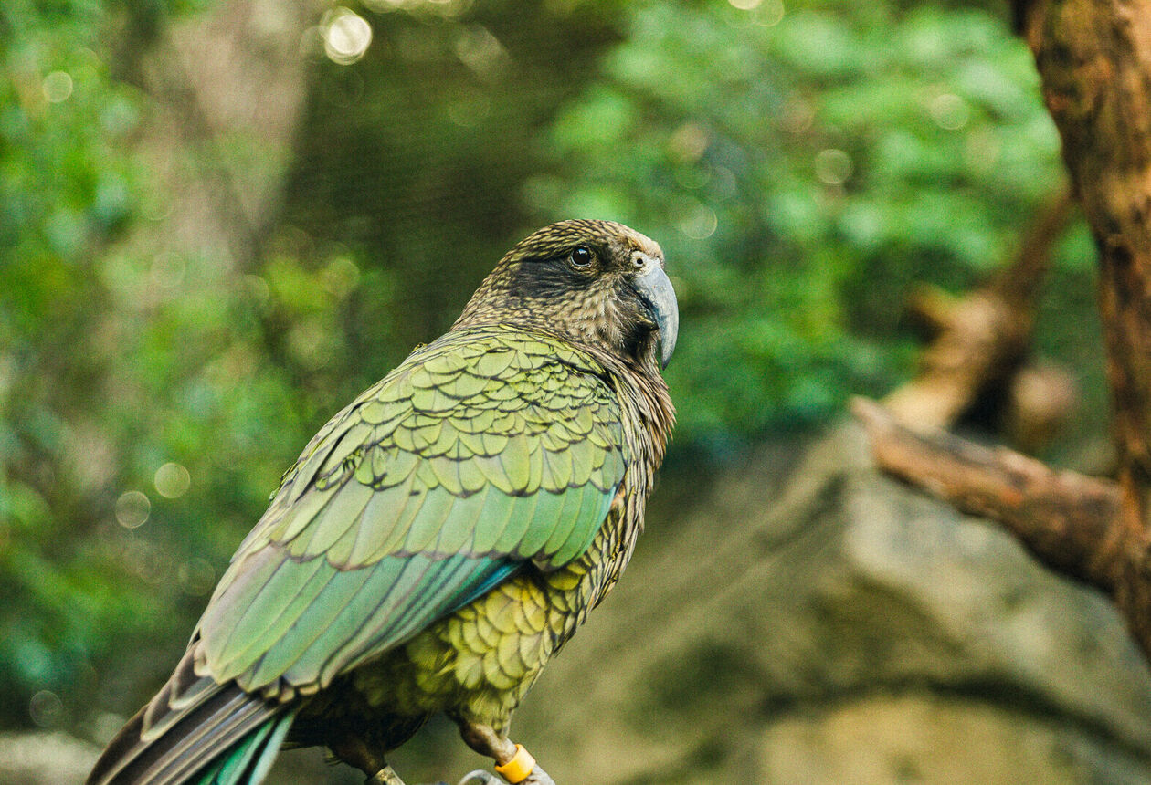 In New Zealand, we make it a duty to protect what we love - the place where we were born. Follow our Tiaki promise to guard, protect and preserve our home.