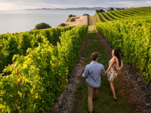 Celebrate your senses in Marlborough's wine region, home to world-class wineries, restaurants, gourmet food producers and the Marlborough Sounds.