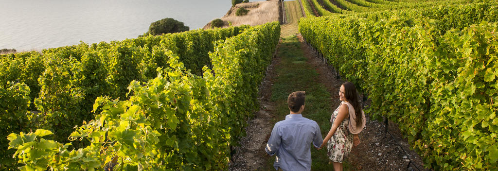 Weingut in Marlborough