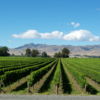Blenheim in the Marlborough region is surrounded by wineries