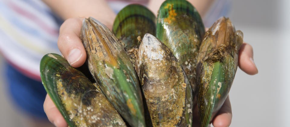 Green-lipped mussels