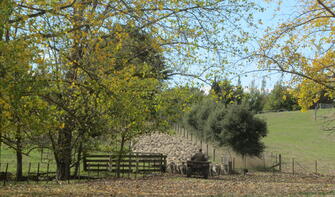 Watch out for the local sheep while walking in this working farm.