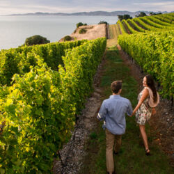 在“长相思之乡”马尔堡享受醇香美酒