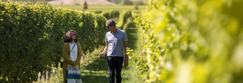 Patrick与殳俏漫步在洒满金色阳光的葡萄园
