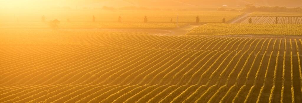 晨曦中的布兰卡特酒庄葡萄园