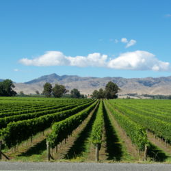 Blenheim in the Marlborough region is surrounded by wineries