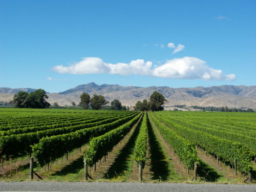 Blenheim in the Marlborough region is surrounded by wineries