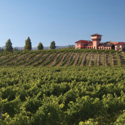 マールボロ地方の美しいワイナリー