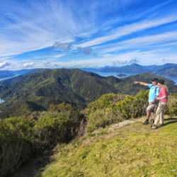 Overlooking Marlborough Sounds