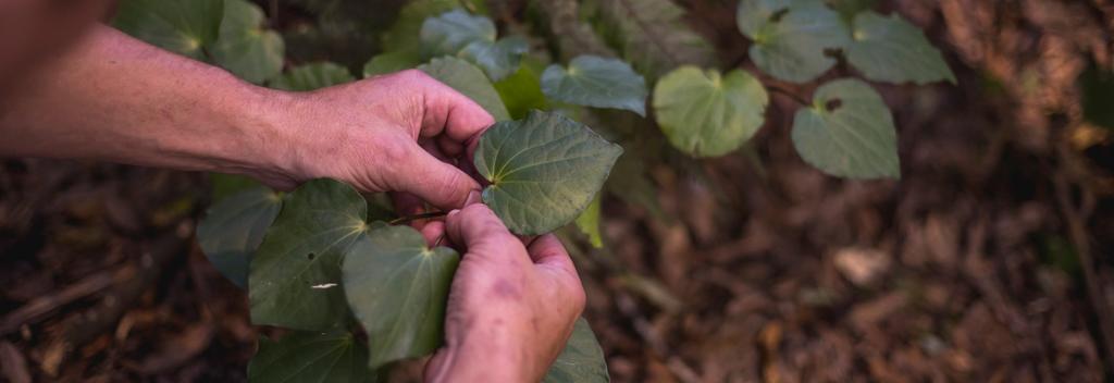 Harvesting Kawakawa leaves 