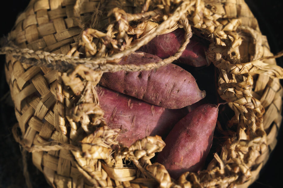 Kūmara harvest