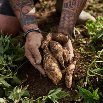 Gathering the kūmara of the harvest