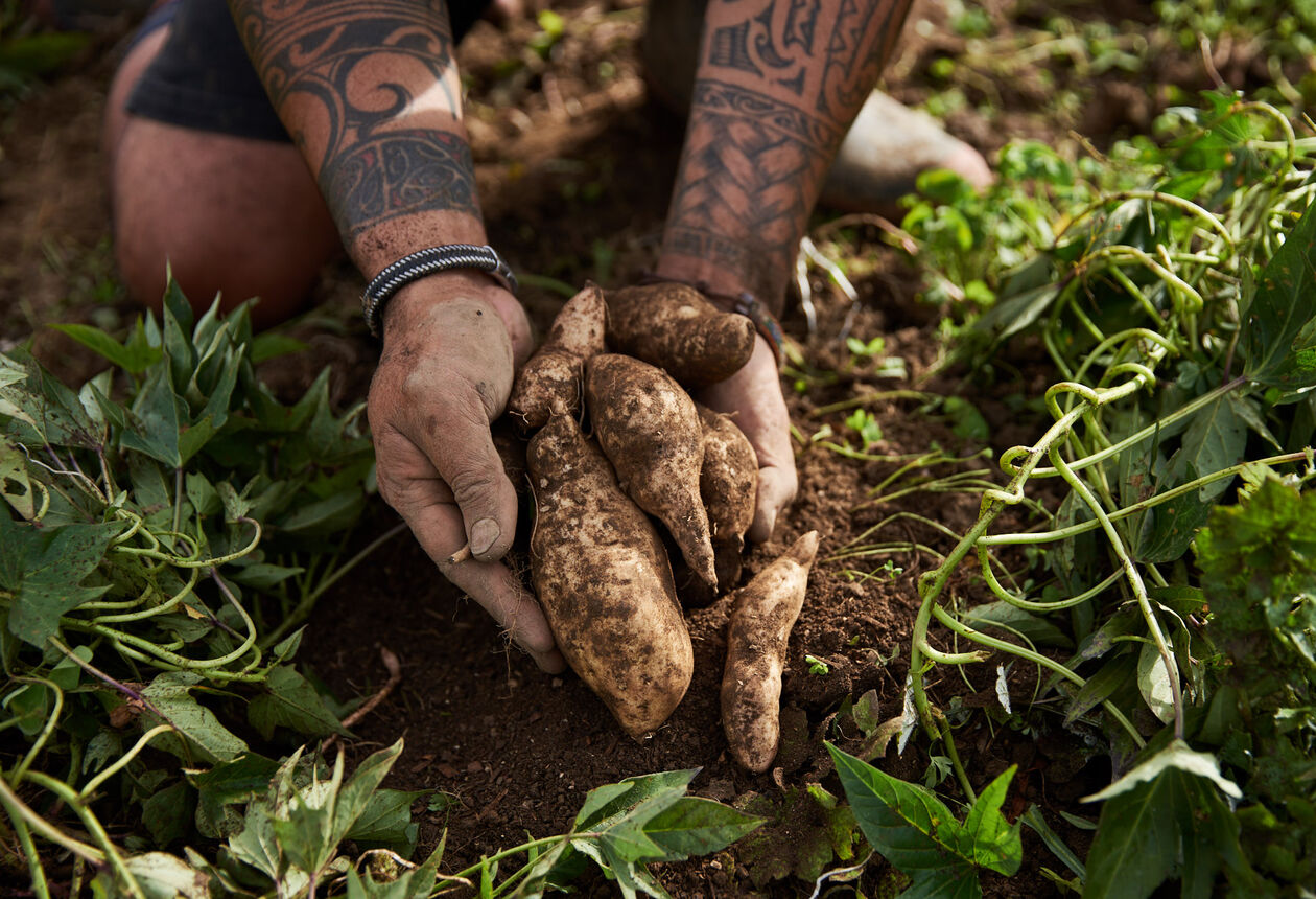 Māori food incorporates ingredients from wild trees, plants, and fish. Learn more about traditional foods used in Māori culture. 