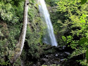 Whispering Falls, Lake Rotoiti