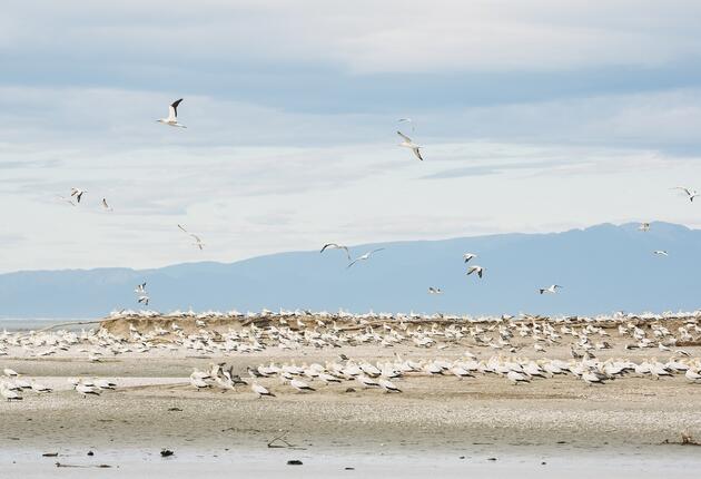 Collingwood is the northern gateway to Kahurangi National Park and the bird sanctuary of Farewell Spit. In every direction, the environment is amazing.