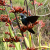 The distinctive tui is known for its birdsong.