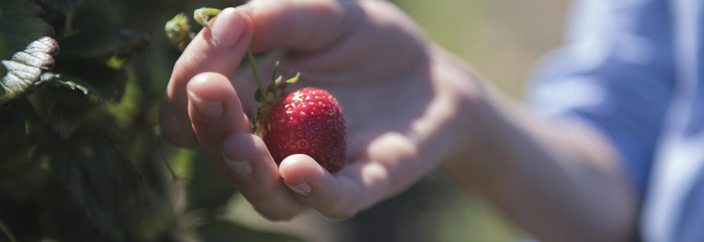 Picking your own is a fun way to experience the countryside and taste fruit fresh from the source