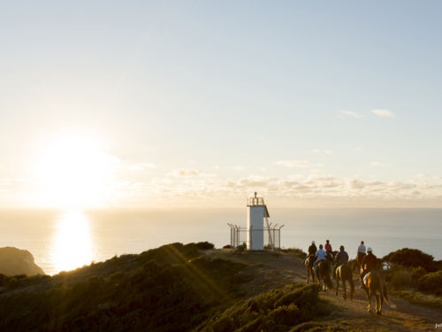 골든베이에서 석회암 지형, 대자연에서의 모험, 예술, 맛있는 해물 요리를 즐긴다.