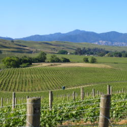Seresin Vineyards