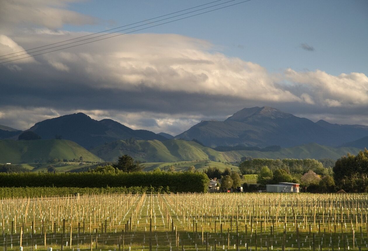 Nelson Tasman’s creative local culture extends to wine making in a multitude of privately owned boutique vineyards. Bask in Nelson Tasman's year round sunshine and check out the best wineries, events and cycle trail.  