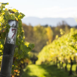 Sunset Valley Vineyard