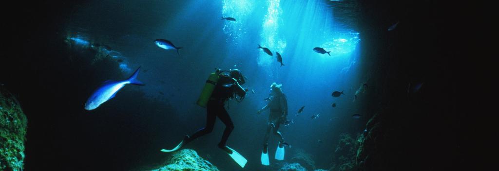 The Poor Knights Islands offer fantastic diving.