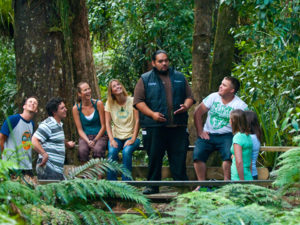 A guided tour in the Waipoua Forest