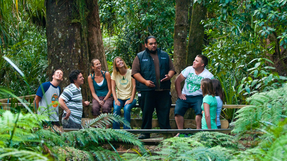 A guided tour in the Waipoua Forest