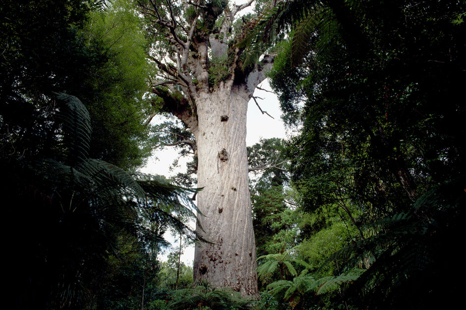 世界最大のカウリの木にはタネ・マフタ（マオリ語で森の神）という名が付けられています。