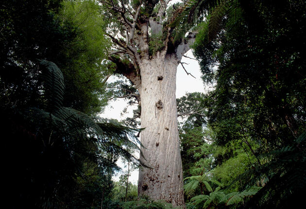 도로변에서 약 5분 가량 걸으면 난생 처음 보게 되는 세상에서 가장 큰 나무인 타네 마후타와 만나게 된다.