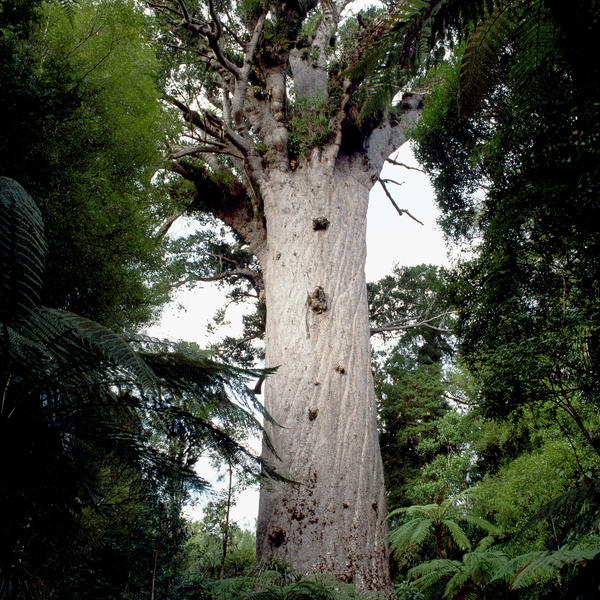 Tāne-Mahuta é a maior árvore kauri do mundo e recebe o lendário nome de Lord of the Forest.