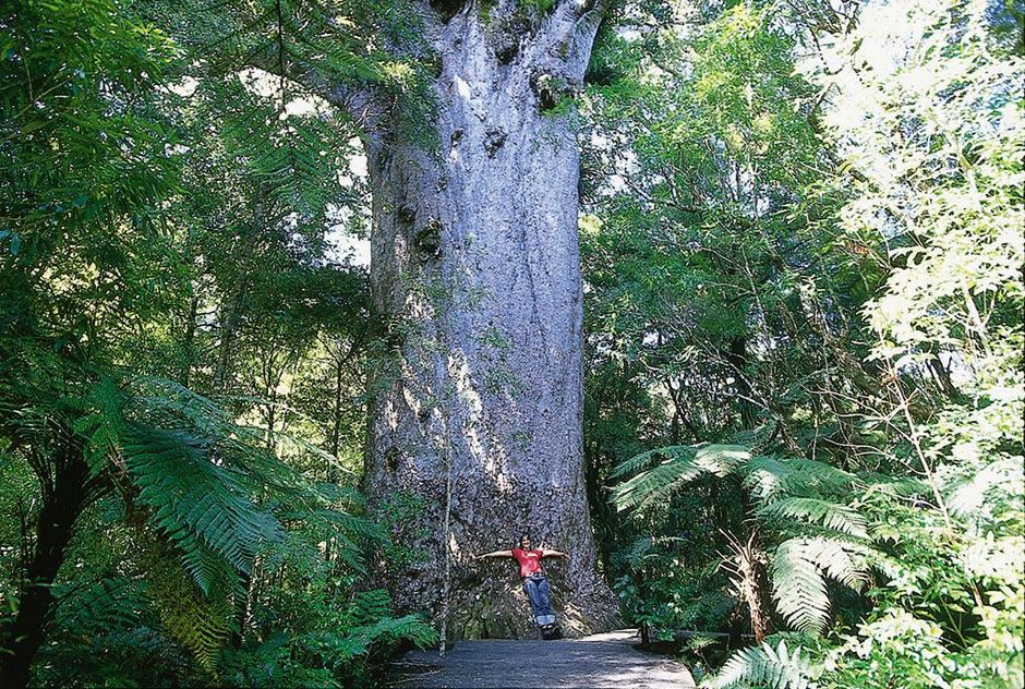 森林之王（Tane Mahuta）是世界上最高大的贝壳杉。